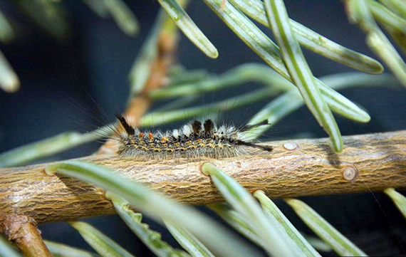 Douglas-fir tussock moth