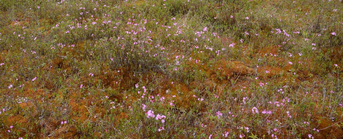 “raised plateau” bog