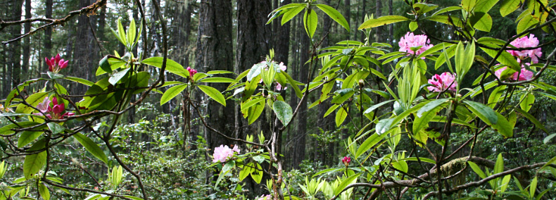 Mature and old growth douglas fir and western hemlock dominate this forest with rhododendron.