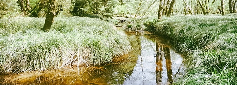 water flow and floodplain habitat