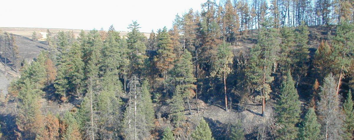 Spring Creek Canyon NAP is recovering naturally from a wildfire that burned through most of the preserve in August 2002.