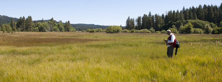 WNHP ecologist surveys wetland at Panakanic Meadow