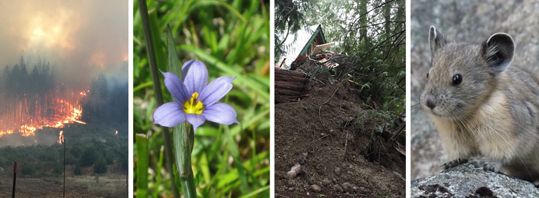 Fire and mudslides are expected to become more common in WA due to climate change. Pale blue-eyed grass and American pika are species that are expected to decline due to climate change. Climate change - Fires, mudslides, vulnerable species.