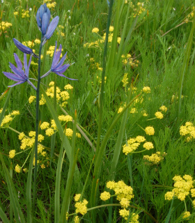 The endangered Bradshaw’s desert-parsley (Lomatium bradshawii) is believed to be moderately vulnerable and highly sensitive to climate change (photo: DNR).