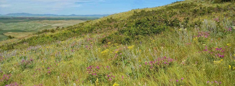 Palouse prairie Palouse prairie