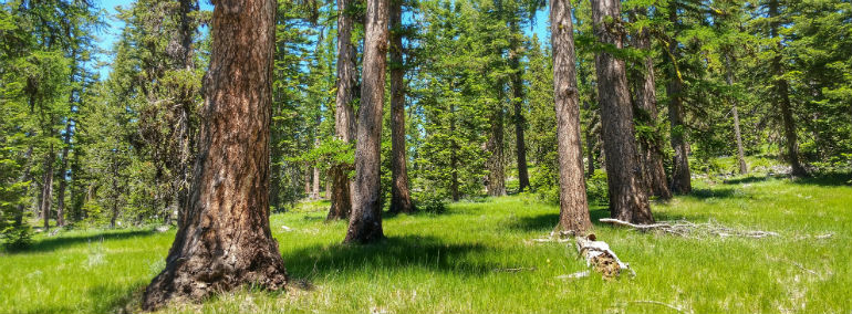 Old-growth western larch at Judy's Tamarack Park