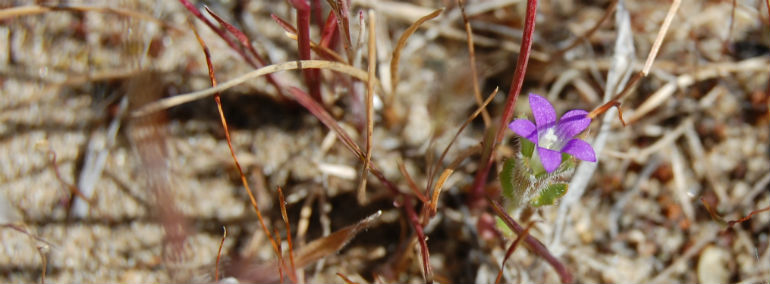 Githopsis specularioides Githopsis specularioides