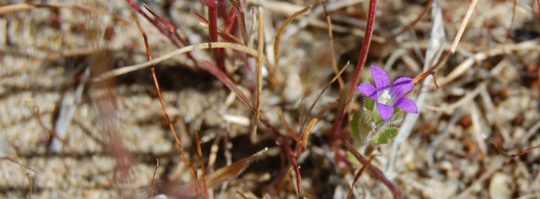 Githopsis specularioides