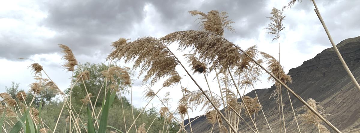 Phragmites australis ssp. australis along Lower Crab Creek