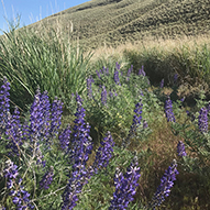 Lupines at Upper Dry Gulch NRCA