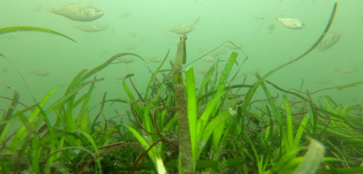 Fish swim through eelgrass bed. 