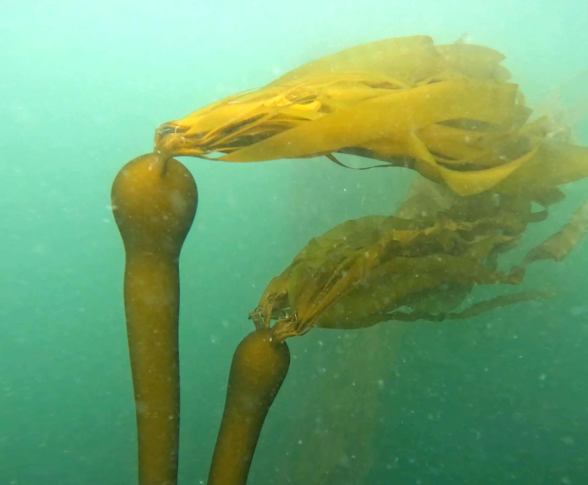 Puget Sound kelp photo by Gray McKenna, Puget Sound Restoration Fund