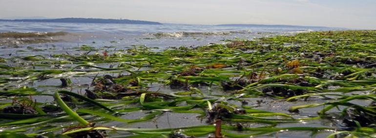 Eelgrass glistens in the sun along a Washington shoreline. 