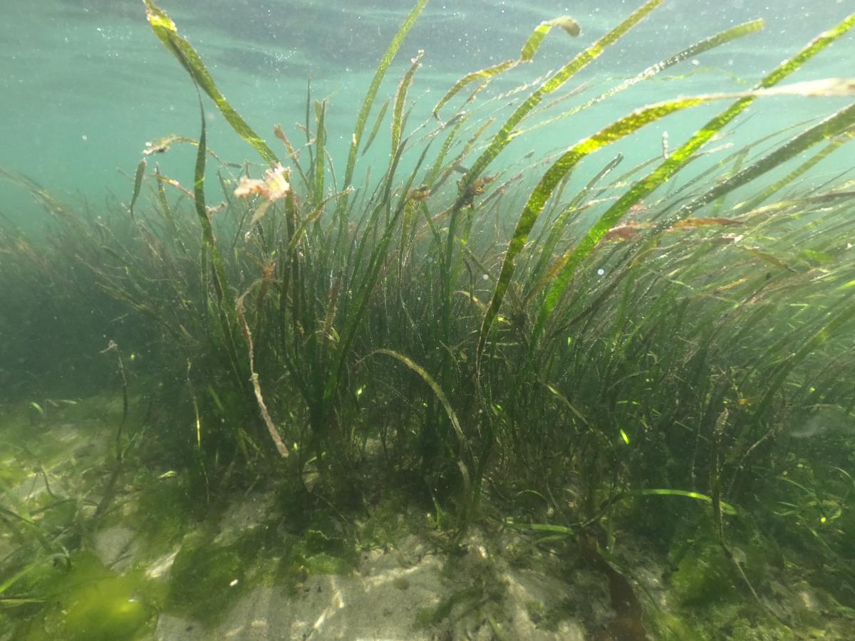 Seagrass in Puget Sound