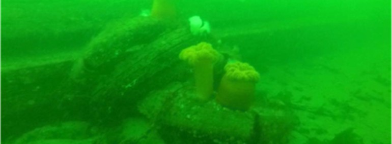 Sea creatures grow on underwater tires