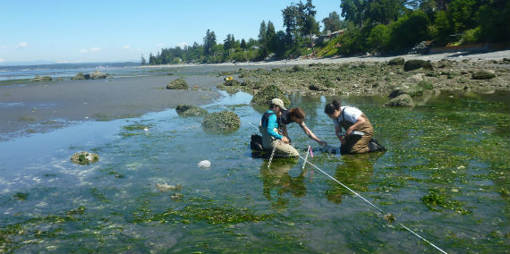 PSC conducting seagrass surveys