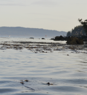 Bull kelp bed at Cypress Island