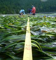 Seagrass surveys at Strawberry Bay