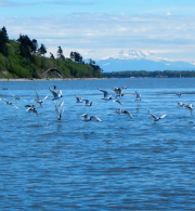 Bonaparte gulls at Cherry Point