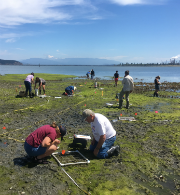 Citizen science - intertidal surveys at Fidalgo Bay