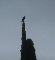 Purple martin at Lake Kapowsin