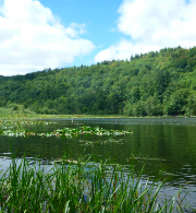 Wetlands at Lake Kapowsin