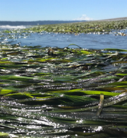 Eelgrass