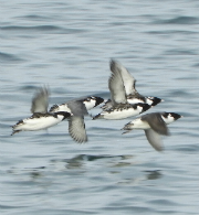 Ancient murrelets in Protection Island Aquatic Reserve