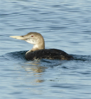 Yellow-billed loon