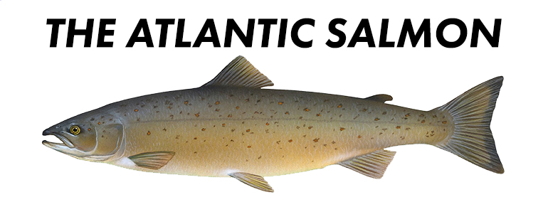 Photo courtesy Atlantic Salmon Federation