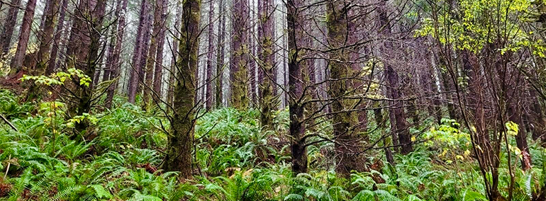 Trees in a forest