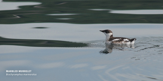 Marbled murrelet bird in water