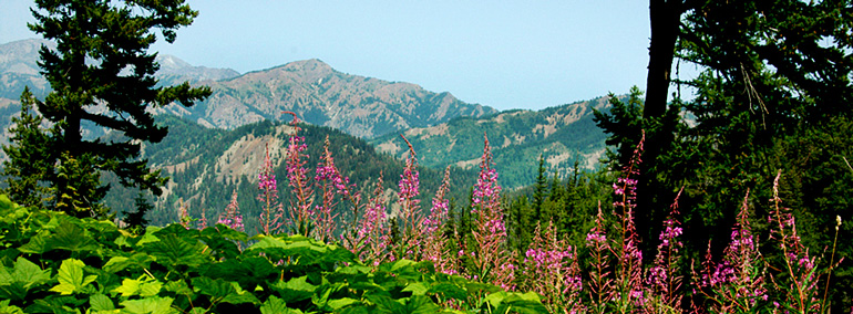 Color photo of fireweed, conifers and viewscape in Teanaway Community Forest