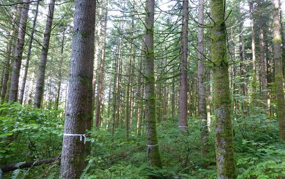 western Washington tree stand marked