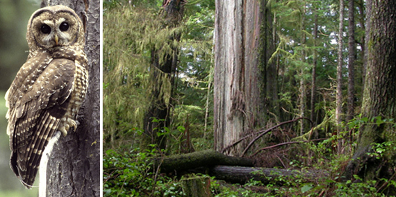 A northern spotted owl and its habitat