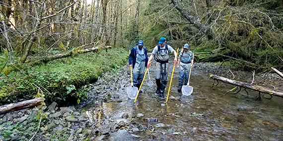 Researchers sampling fish in a stream in the OESF