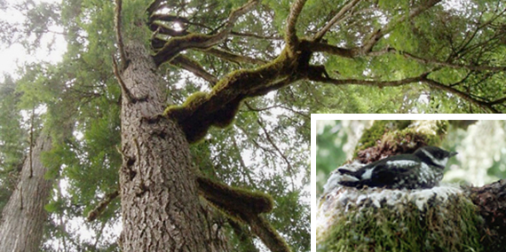 A marbled murrelet and its nesting habitat