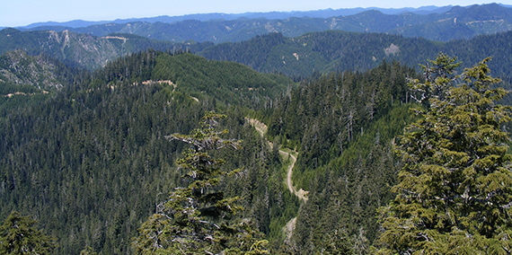 A forest road in the OESF