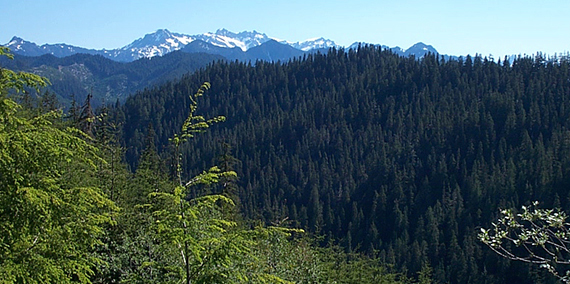 A rugged peak in the Olympic Experimental State Forest