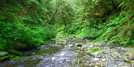 A stream flowing through a dense forest in the Olympic Experimental State Forest
