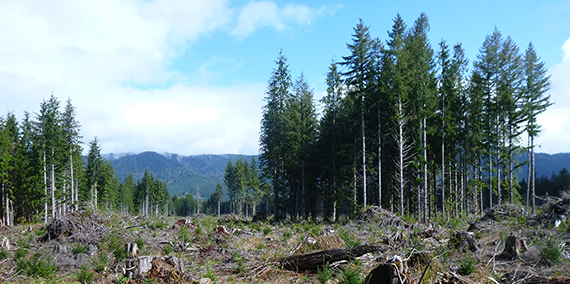 Variable retention harvest in the OESF