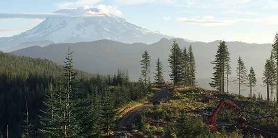 A timber harvest on state trust lands in western Washington