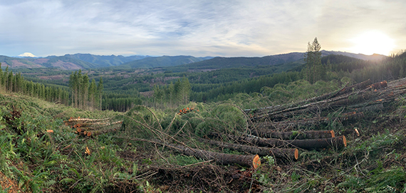 Timber harvest on state trust lands in western Washington