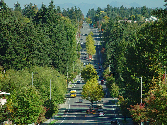 street lined with trees